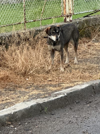 A dog is lying in dry grass alongside a concrete curb. The dog is mostly dark fur with white markings on its face and chest, wearing a black collar. Adjacent to the grass is a chain-link fence. Beyond the fence is green grass. The concrete curb is next to an asphalt surface. The location is in or near Barakovo, Bulgaria.