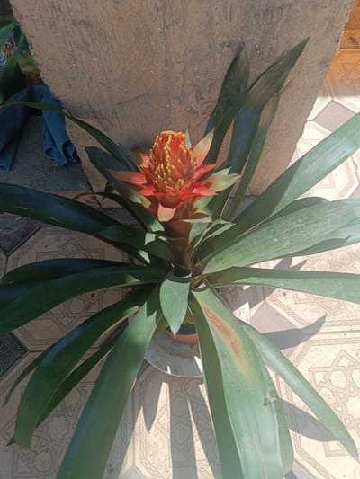 A bromeliad plant with a vibrant red and orange flower spike is positioned outdoors in front of a textured, light brown concrete pillar. The plant has long, green leaves that fan out from the center. It is potted in a white planter, which sits on a tiled surface. The tiles are a light color with a repeating geometric pattern. Sunlight casts shadows from the plant and pillar onto the tiles, indicating it is daytime. In the background, to the left of the pillar, a blue cloth and a green bag are visible, suggesting a domestic or outdoor storage area. The overall scene is one of a potted plant in an outdoor setting, likely a residential yard or patio in the city of Pravda, Kyrgyzstan.