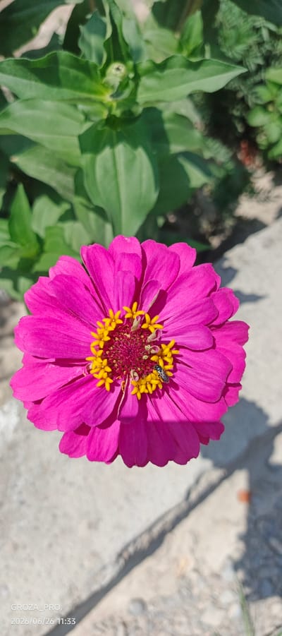This is a close-up, vertical, outdoor shot of a vibrant pink zinnia flower in full bloom. The flower is the primary subject, filling most of the frame with its intricate petals and bright yellow center. A small black insect, possibly a bee, is visible on the yellow center of the flower, likely engaged in pollination.
In the background, out-of-focus green leaves provide a natural backdrop, suggesting the flower is part of a garden or natural setting. The ground beneath the flower appears to be a textured, light-colored surface, possibly concrete or stone, with shadows cast by the sunlight and surrounding foliage, indicating a sunny daytime.
The overall impression is one of natural beauty and a peaceful moment in time. The focus on the flower and the insect highlights the details of nature.
Visible text at the bottom left corner of the image reads: "GROZA_PRO, 2026/06/26 11:33". The date and time suggest this image was captured on June 26, 2026, at 11:33 AM. The location context provided is "Истиқлолият, Tajikistan".