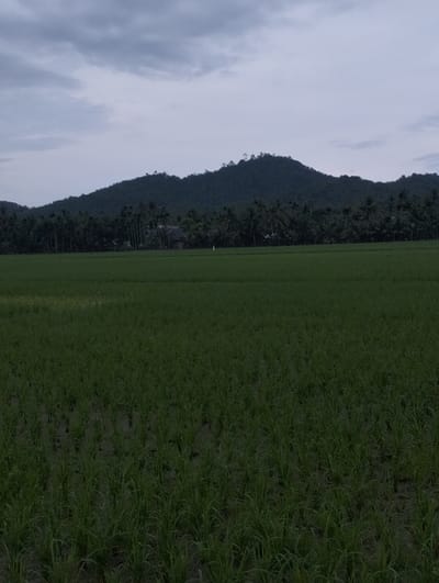 A wide expanse of vibrant green rice paddies dominates the foreground. A backdrop features a verdant mountain range shrouded in dense trees. The sky above is overcast with grey clouds, casting a dim light over the entire scene. The horizon is punctuated by the silhouettes of trees and the gentle slope of the mountains.