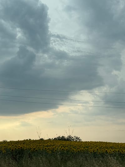 The image depicts a vast field of sunflowers under a dramatic, cloudy sky. Three parallel power lines stretch horizontally across the upper portion of the frame. The sunflower field occupies the lower half of the image, with tall green grass and foliage in the foreground. The sky is filled with various cloud formations, ranging from dark, heavy clouds to lighter, more dispersed ones, with a subtle yellowish glow near the horizon. The overall scene is one of natural beauty and a sense of approaching weather. The location is specified as the city of Staro Selo, Bulgaria.
