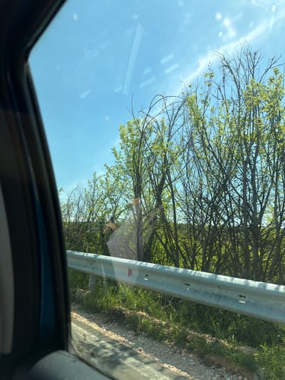 The image shows a view from inside a vehicle, looking out and upward. The vehicle's roof and frame are partially visible. Through the windshield/sunroof, a scene of a road with a metal guardrail is visible. Beyond the guardrail, there are trees with budding leaves and a clear blue sky. The location is possibly near Belovitsa, Bulgaria.