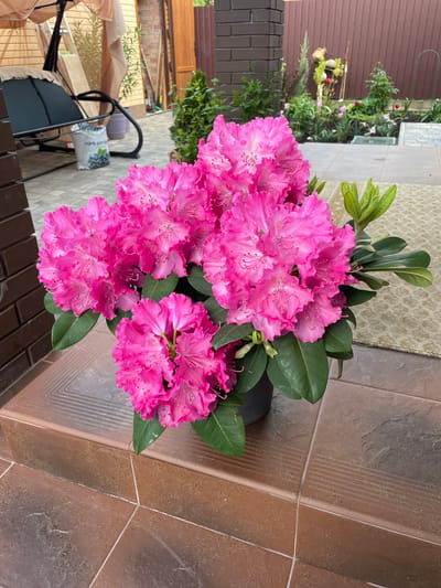 A high-angle medium shot captures a vibrant pink rhododendron bush in full bloom, positioned on a textured terracotta-colored tiled surface. The petals of the flowers exhibit delicate frills and lighter speckles within the pink hue. Green leaves emerge from within the blooms, adding contrast to the overall composition. The tiled surface is composed of square tiles with darker, textured patches and thinner, lighter-colored tiles running along the edges. In the blurred background, glimpses of a garden can be seen, along with a brown fence and parts of outdoor furniture. The location appears to be Ahronomichne, Ukraine, based on the information provided.