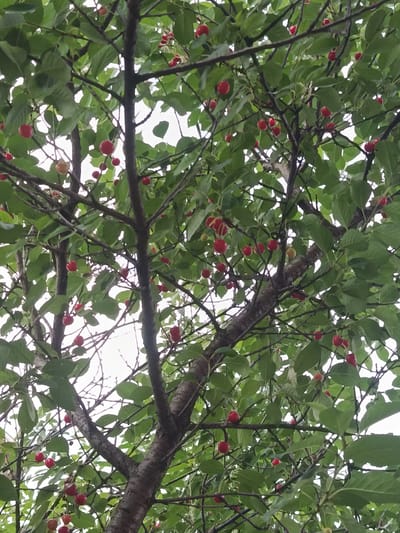 This is a close-up, low-angle shot looking up into the canopy of a cherry tree laden with ripening fruit. The branches and dark bark are prominent, crisscrossed by lighter twigs. Numerous bright red cherries, some still showing a slight yellow blush, hang from slender stems amidst lush green leaves. The background is a bright, overcast sky, with some areas of dappled light and shadow filtering through the foliage. The scene appears to be outdoors, in a natural setting, possibly a garden or park. No people are visible in the image. The location in Kostopil, Ukraine, is inferred from the prompt.
