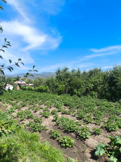 This is a vertical, eye-level, full outdoor shot taken in Terekty, Kazakhstan. The scene depicts a rural landscape on a sunny day with a bright blue sky and sparse white clouds. In the foreground, rows of green potato plants stretch across a tilled field. To the left and right of the potato field, patches of grass and some leafy green plants are visible. In the middle ground, a small, light-colored house with a brown roof and a wooden door is situated amongst lush green trees and bushes. A power pole is visible behind the house. Beyond the trees, a range of soft, rolling hills stretches across the horizon under the vast sky. The image captures a peaceful agricultural setting.