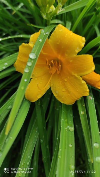 This is a close-up, eye-level shot of a vibrant yellow daylily blooming amidst lush green foliage, with numerous water droplets clinging to its petals and leaves. The flower is in focus, showcasing its delicate structure and rich color, while the surrounding grass serves as a soft, blurred backdrop. The water droplets suggest recent rainfall, adding a fresh, natural element to the scene. The timestamp in the lower right corner indicates the image was captured on July 4, 2026, at 11:32 AM. The lower left corner displays text indicating the photograph was taken with a "REDMI NOTE 9 PRO AI QUAD CAMERA". While the location is provided as Ülgase, Estonia, there are no people or specific urban elements visible in the image to contextualize it within a city.