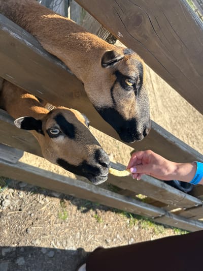 The image shows two goats being fed by a person's hand at an outdoor enclosure in Lypcha, Ukraine. The goats have brown fur with black markings on their faces. One goat is leaning over a wooden fence, and the other is reaching for a piece of food held by a hand. The hand is wearing a blue wristband with text that appears to be in Cyrillic. The ground is covered with dirt, straw, and small stones. The scene is brightly lit by sunlight, casting shadows.