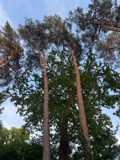 This low-angle shot captures a dense forest canopy against a bright blue sky with scattered white clouds, likely taken in Sonchamp, France. The dominant features are tall, slender pine trees with reddish-brown bark and sparse, needle-like foliage, interspersed with broader, leafy deciduous trees. The foreground is dominated by two prominent pine trees, their rough bark textured and their branches reaching upwards. One of these pines is partially covered in ivy. Sunlight filters through the leaves and needles, creating a dappled effect. The overall impression is one of a natural, somewhat wild, wooded area. There are no people or man-made objects clearly visible.