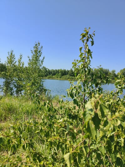 The image captures a tranquil scene at a water body. Lush green foliage dominates the foreground, with a variety of plants and bushes in full bloom. Beyond the greenery, the calm, blue waters of the lake or river stretch towards the horizon, bordered by a line of trees on the opposite bank. The sky is clear and bright blue, suggesting a sunny day. The location is Birsk, Russia.