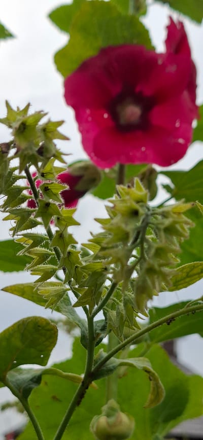 This is a close-up, vertical shot of a flowering plant with a bright pink flower blurred in the background. The foreground is dominated by numerous small, green, star-shaped buds with fuzzy edges, arranged along a stem. Some of these buds appear to be opening. The plant has large green leaves, some of which are slightly curled. The sky in the background is overcast and pale gray. The scene is outdoors, suggesting it is likely a garden or natural setting within Pihali, Estonia. There are no people or animals visible in the image.