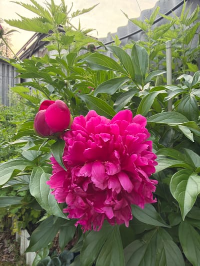 In Solnechnyi, Russia, a close-up, eye-level shot captures a vibrant, fully bloomed fuchsia peony flower in the foreground, its ruffled petals filling the center of the frame. To its left, a tightly closed peony bud, also fuchsia, sits slightly higher. Lush, dark green foliage surrounds the flowers, with some leaves showing lighter veining. In the background, a weathered wooden fence runs horizontally, and beyond that, the muted tones of a building structure and a sky tinged with the soft light of dusk are visible. Several tall, leafy green plants, possibly nettles, are interspersed with the peony bushes. The scene is an outdoor garden setting.