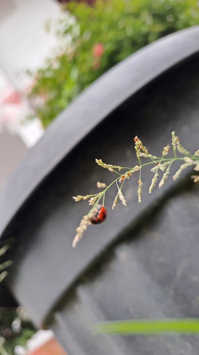 A close-up, low-angle shot captures a ladybug perched on a thin blade of grass, its bright red and black shell contrasting with the muted tones of its surroundings. The ladybug is positioned towards the left side of the frame, hanging upside down on the grass stalk. The grass itself is delicate, with small seed-like structures branching off. In the background, a large, dark, curved object, likely a pot, dominates the scene, its surface textured and slightly out of focus. Beyond the pot, the environment is softly blurred, with hints of green foliage and possibly some red flowers, suggesting an outdoor garden setting in Payalipah, Indonesia. The lighting is soft, indicating either an overcast day or shade. The focus is sharp on the ladybug and the grass it rests on, drawing the viewer's attention to this small detail in nature.