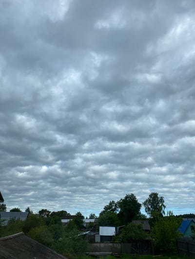 The image, originally captured in portrait mode but presented rotated 90 degrees counter-clockwise, displays an outdoor scene dominated by a distinct sky and a glimpse of a rural or semi-rural landscape.
The sky occupies the majority of the frame, filled with numerous, prominent cloud formations. These clouds are arranged in parallel, wave-like bands of varying shades of gray and white, characteristic of altocumulus or stratocumulus undulatus clouds. Patches of brighter, possibly blue, sky are visible between some of the cloud bands, suggesting a partly overcast rather than fully dark sky. A single tiny dark speck, likely a bird or insect, is visible against the clouds in the upper-left (when corrected for orientation), and a cluster of many smaller dark specks appears in the mid-right portion of the cloudscape, possibly a swarm of insects.
Along the horizon, a dense line of lush green deciduous trees forms a natural boundary. Interspersed among and behind these trees are several modest structures. Visible details include a building with a blue roof, what appears to be a dark wooden fence, and a structure featuring white corrugated metal siding. These elements suggest a residential or village setting.
The time of day appears to be daytime, with diffused light indicating either late morning or afternoon. The weather is cloudy but stable, with no signs of rain or storm. The scene conveys a tranquil, everyday atmosphere in the context of Danilov, Russia. There is no visible text in the image.