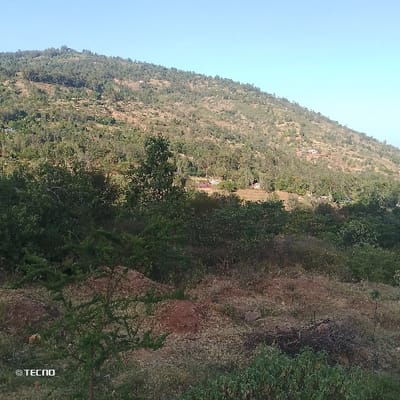 The image displays a vibrant, natural landscape scene, likely a hilly or mountainous region, captured on a clear day. The view extends from a dry, bushy foreground up to a tree-covered mountain under a bright blue sky.
In the foreground, the ground is mostly dry and uncultivated, characterized by patches of reddish-brown soil interspersed with dry, light brown grasses and scattered green bushes of varying sizes. Some larger rocks or rocky outcrops are visible, adding texture to the terrain. A small, thorny-looking bush with green leaves is prominent towards the lower left.
Moving towards the midground, the vegetation becomes denser, forming a lush green band of trees and thick bushes that separate the dry foreground from the distant mountain. These trees appear to be deciduous or coniferous, with varying shades of green foliage.
The background is dominated by a large, sloping hill or mountain, extensively covered with green trees. The tree cover is dense, but patches of lighter, drier land or possibly terraced areas are visible on its slopes, suggesting some human alteration or natural variation. Scattered amidst the trees on the mountainside are several small, indistinct structures, possibly houses or buildings, indicating a degree of human settlement in the area. At the very peak of the hill, a slender, vertical structure, possibly a communication tower or antenna, can be faintly discerned against the sky.
The sky above is a clear, bright blue, devoid of clouds, suggesting fair weather. The overall lighting is bright and even, casting subtle shadows and highlighting the textures of the landscape, indicative of daytime, possibly late morning or early afternoon.
In the bottom left corner of the original image, the text "© TECNO" is visible, indicating the brand of the device used to capture the photograph.