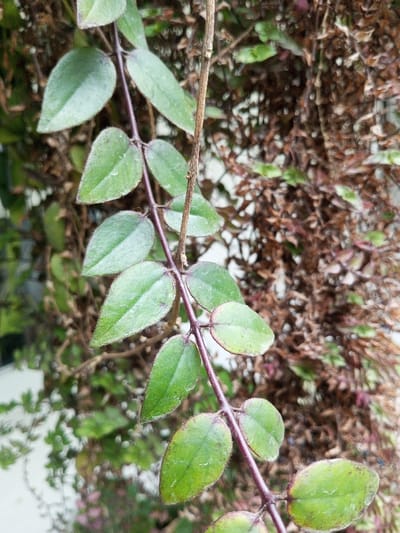 The image provides a close-up view of a vibrant green vine or trailing plant, with its main stem running diagonally through the frame. This central stem is distinctly purplish-red. Small, oval-shaped leaves, arranged in opposite pairs, emerge from the stem. These leaves are a fresh green color, some showing a subtle reddish tint along their edges or undersides. Numerous tiny water droplets are visible on the surface of the leaves, suggesting either dew or recent rain. The leaves also appear to have a fine, slightly fuzzy texture.
To the right of the main vine, a slender, bare, light brown stem or branch is visible, running vertically. The background is largely out of focus, consisting of a dense mass of reddish-brown and darker green foliage, which appears drier or withered, creating a stark contrast with the lush green foreground plant. The lighting is soft and diffused, indicating daytime conditions without direct harsh sunlight. The scene depicts natural flora, capturing a botanical detail. No human figures, animals, or man-made structures are visible, and there is no discernible text. This type of plant growth is consistent with outdoor environments, such as the natural setting found in Seetha Eliya, Sri Lanka.