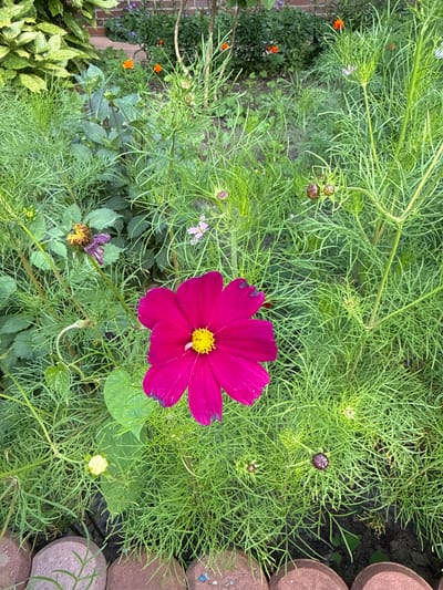 A high-angle shot captures a vibrant pink cosmos flower, its yellow center clearly visible, in a garden setting. The flower is positioned in the lower right quadrant of the image, surrounded by lush green foliage. The cosmos flower's petals are a rich, saturated pink, with darker tips on some. The leaves of the cosmos plant are feathery and delicate.

In the background, a variety of other plants are visible, including some with orange blossoms and others with developing seed pods. Some of the foliage is a lighter green, creating a textural contrast with the darker pink flower. In the far upper left, a variegated green and yellow leaf plant is partially visible. The ground beneath the plants appears to be dark soil. In the lower foreground, a border of reddish-brown, rounded stones runs along the bottom edge of the frame. The overall scene suggests a natural, well-maintained garden. The image was taken in Wiefelstede, Germany.