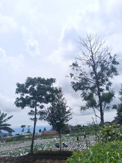 An outdoor scene in ឃុំ ផាត់សណ្ដាយ, Cambodia, depicts an agricultural field under a partly cloudy sky. The mid-ground features a cultivated area with multiple rows of young crops, many planted through white plastic mulch sheeting covering the soil. Four individuals are present in this field. Two individuals in the lower mid-ground are bent over, wearing conical straw hats, actively working among the crops. Two additional figures are visible further back in the field, also engaged in agricultural tasks. A tall, leafy green tree stands prominently on the left side of the frame, with a smaller, similar tree positioned closer to the center. On the right, a large tree with significantly fewer leaves and numerous bare branches extends towards the top of the frame. A partial banana leaf is visible on the far left. The background reveals distant, undulating terrain, likely hills or mountains, with faint outlines of structures suggesting a settlement. The immediate foreground on the bottom right shows uncultivated ground with green grasses and small yellow flowering plants.