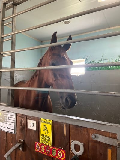 A brown horse is viewed through metal bars in a stall. The horse's head and neck are visible. The stall has wooden walls and a metal ceiling. Signs are posted on the wall, one with the number 13 and another with a yellow warning sign depicting a horse and text that translates to "Attention! Do not feed the horse." Another sign to the left contains information about the horse, including its name, breed, and birth year. The overall environment appears to be an indoor stable.