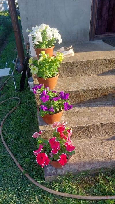 The image displays a series of potted petunias arranged on concrete steps leading up to a building. The petunias are in various colors, including white, yellow, purple, and red with white edges. The scene is set outdoors with green grass and a garden hose visible on the left side. A downspout is also visible against the building's wall. A pair of white and brown shoes is placed on the top step. The lighting suggests it is a sunny day. The location is identified as Masty, Belarus.