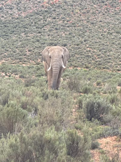 An African elephant is the central subject of this outdoor, natural scene. The large mammal, with its textured grey skin, is positioned towards the left of the frame, partially obscured by dense vegetation. Its head, trunk, and parts of its back and legs are clearly visible, with one prominent tusk extending forward.
The elephant is situated in a landscape dominated by a vast expanse of low-lying, bushy vegetation, characterized by shades of green and brownish-green, indicative of shrubs and small trees. Scattered patches of reddish-brown earth are visible among the foliage, suggesting dry ground or specific soil types. A denser grouping of taller, perhaps older, trees and bushes occupies the right side of the image, offering a slight variation in the vegetation density. The overall setting appears to be a savanna or bushland environment.
The activity depicted is the elephant standing or slowly moving through its natural habitat. The scene is brightly lit by natural daylight, suggesting clear weather conditions. There are no visible people or artificial structures. The image portrays a tranquil moment of wildlife in an undeveloped natural area, consistent with the location context of Witzenberg Local Municipality, South Africa. No text is visible within the image.