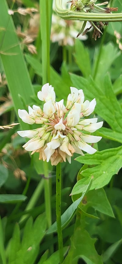 A close-up, vertical shot showcases a white clover flower in bloom, set against a backdrop of lush green foliage. The clover's delicate petals, tinged with light pink and brown at the tips, unfurl from a central core. The flower stem is a vibrant green, speckled with tiny black dots. Surrounding the bloom are various shades of green leaves, some broad and smooth, others finely serrated. In the background, dry grass stalks add a touch of golden-brown to the verdant scene. The image appears to be taken outdoors, possibly in a natural setting such as a meadow or garden, within the city of Hetmanivka, Ukraine. There are no people or actions depicted in the image.