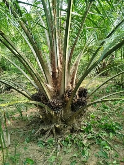 A close-up, low-angle shot focuses on the base of a mature oil palm tree. The trunk is rough and textured, with dried fronds and fibrous material clinging to it. Several large clusters of dark, ripe oil palm fruits are visible hanging low on the tree, nestled amongst the spiky fronds. The fronds themselves are long, stiff, and arch outwards, creating a dense canopy of green in the background. The ground is covered in dry soil, fallen leaves, and some scattered green vegetation. The overall impression is that of an active oil palm plantation. The lighting suggests it is daytime, with ample natural light filtering through the leaves. The scene is likely set in a tropical or sub-tropical region, consistent with oil palm cultivation. No people or text are visible in the image.