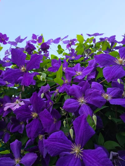 This is a close-up, low-angle, outdoor photograph of a dense cluster of vibrant purple clematis flowers and green leaves, set against a bright, clear sky. The flowers are the primary subjects, filling most of the frame. They are characterized by their large, star-shaped petals with a textured surface, and prominent stamens in the center, which range in color from pale yellow to light brown. Some of the flowers are fully open, while others are partially closed or appear as buds, indicated by their more pointed, elongated shape. The leaves are a lush green, providing a natural backdrop and contrast to the vivid purple of the blooms. The overall impression is one of abundant floral growth and natural beauty. The clear sky suggests fair weather, likely daytime. There is no visible text in the image. The scene is likely a garden or a natural setting where clematis vines are growing, possibly in Krasnochervonnyi, Russia, as indicated by the location context.
