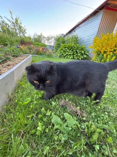 A black Scottish Fold cat with yellow eyes stands in a grassy backyard. The cat is facing the camera and appears to be looking down. The backyard is surrounded by a garden with various plants and flowers, and a blue metal shed. The sky is clear and blue. The location is the city of Dunilovo, Russia.
