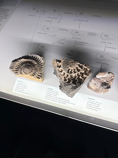 The image shows a display of ammonite fossils in a museum setting. The fossils include examples of different forms of ammonite preservation. Accompanying the fossils are diagrams and text in German explaining the process of fossilization, specifically focusing on how ammonite shells are preserved. The text mentions that the fossils are from the Swabian Alps, near Vaihingen/Fildern and Teufelsbach (near Boll) in Germany. The type specimen includes fossils of "Coroniceras sp." found from a "Schwarzer Jura alpha." This suggests it is being displayed in a natural history museum or geological exhibit in the city of Biberach an der Riß, Germany.
