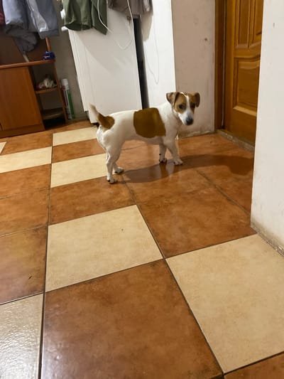In Shiryaevo, Russia, a Jack Russell Terrier stands on a tiled floor in what appears to be an indoor setting, possibly a hallway or kitchen. The floor is a checkerboard pattern of brown and cream-colored tiles. To the left of the dog, a wooden cabinet is visible, with shelves holding various items, including cleaning supplies. Above the cabinet, coats are hanging on a rack. To the right of the dog is a wooden door with a vertical panel design. The walls are painted a light color. The lighting suggests it is daytime, with a shadow cast by the dog on the floor.