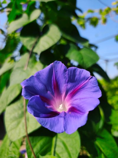 A close-up, eye-level shot captures a vibrant purple morning glory flower in bloom. The flower, with its trumpet-shaped petals, is the primary subject, positioned slightly off-center to the left. Deep magenta stripes radiate from the flower's white center towards its petal edges. The background is dominated by lush green leaves, some in focus and others softly blurred, creating a natural, outdoor setting. The bright blue sky is visible through the foliage, hinting at a clear day. The scene is outdoors, suggesting a garden or natural landscape. No people are present, and no specific location within Goyany, Moldova, can be determined from the image itself.
