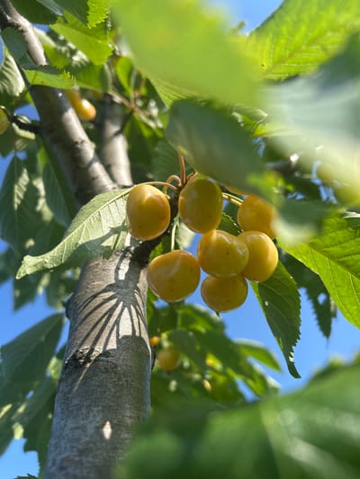 In Mereni, Moldova, a close-up, low-angle shot captures a cluster of ripe, yellow cherries hanging from a branch of a cherry tree. The cherries are plump and round, with a smooth skin that reflects the sunlight. Several green leaves surround the fruit, some in focus and others blurred, creating a sense of depth. The background is a clear, vibrant blue sky. The rough, textured bark of the tree trunk is visible on the left side of the frame, with dappled sunlight casting shadows that suggest a bright, sunny day. The overall scene evokes a sense of natural abundance and a warm summer atmosphere.