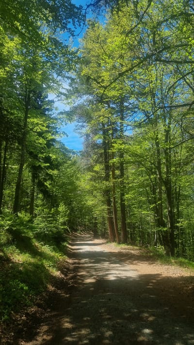 The image depicts a forest trail in Dedovo, Bulgaria. Sunlight filters through the dense canopy of green trees, creating dappled light on the dirt path. The path is brown with shadows cast by the foliage. A patch of blue sky is visible through gaps in the treetops. There are no people present in the image. The environment is characterized by dense vegetation and tall trees.