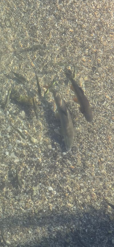 An overhead shot shows a shallow, clear body of water with a pebble-strewn bottom. Numerous fish of various sizes are visible swimming in the water. Some fish are dark, while others appear lighter. The water is calm and sunlight is reflecting off its surface, creating a dappled effect on the pebbles below. The image captures a natural aquatic environment likely in Seeon-Seebruck, Germany, given the context.