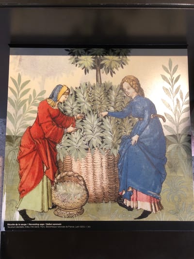 The image is a reproduction of an artwork titled "Récolte de la sauge / Harvesting sage / Salbei sammeln" from the "Tacuinum Sanitatis", dating from the mid-15th century, and held at the Bibliothèque nationale de France, Latin 9333, f. 34v, Paris. The artwork depicts two figures harvesting sage. One figure, wearing a blue dress, is reaching into a large basket-like structure filled with sage. The other figure, wearing a red dress and a head covering, is on the ground, also reaching for sage. The background features a decorative leaf pattern. There is no information indicating that it is in Veytaux, Switzerland.