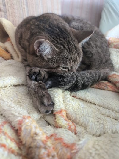 A gray tabby cat is curled up asleep on a patterned blanket. The cat's head is positioned in the lower left corner of the frame, with its paws tucked under its chin. The blanket has a white, fleecy texture with patterns in brown and orange. The image is well-lit and in focus. There is no evidence to support any claim that the image was taken in Жаңа Қуат, Kazakhstan.