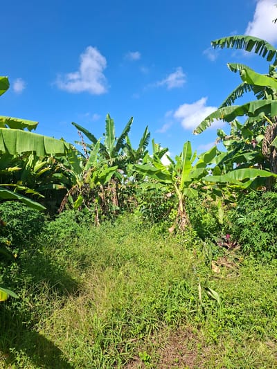 The image depicts a lush, tropical landscape, seemingly located in Lodtunduh, Indonesia. The foreground consists of dense vegetation dominated by tall grasses and various green plants. Banana trees are prominent, with their large, broad leaves extending upwards towards a bright blue sky with scattered white clouds. The sky is visible through gaps in the foliage. No people are visible in the image. The overall impression is that of a thriving, natural environment, characterized by abundant greenery and bright sunlight.