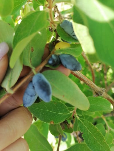 A close-up, eye-level shot shows a hand reaching for ripe honeysuckle berries on a branch. The berries are elongated and a deep blue, some clustered together. The leaves are a vibrant green, with visible veins. The background is blurred, with hints of sunlight filtering through. The scene is set in Lobkovo, Russia.