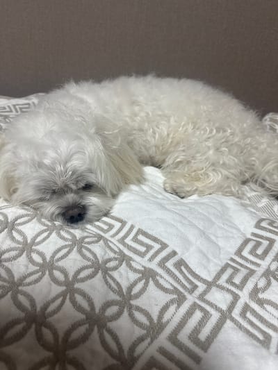 The image shows a small, white, fluffy dog curled up and sleeping on a white blanket with a grey geometric pattern. The dog's fur is tightly curled, and its face is mostly hidden, with only its dark nose and a bit of its snout visible. The dog appears to be relaxed and comfortable in its sleep. The blanket is textured and appears to be a soft material, possibly cotton or linen. The background is a plain, muted grey, which contrasts with the white of the dog and the blanket, creating a sense of calm and domesticity. The lighting is soft and diffused, suggesting it might be daytime indoors. The scene conveys a feeling of peace and quiet. There is no visible text in the image.