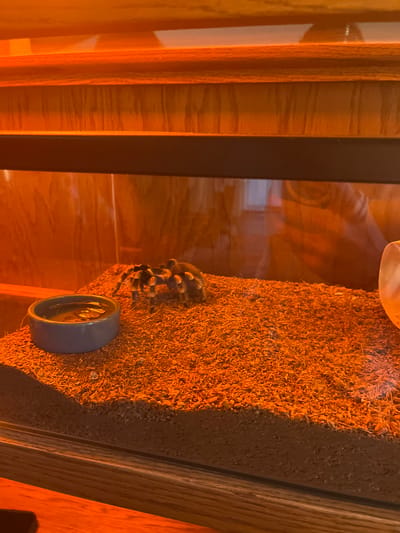 The scene, located in Topanga, United States of America, depicts an indoor terrarium illuminated by a strong orange light source. A single adult tarantula, dark-bodied with visible hair and banded legs, is positioned on a reddish-brown granular substrate towards the center-right of the enclosure, facing left. To the left, a light blue-grey ceramic bowl, approximately 5-7 cm in diameter, contains a shallow pool of clear liquid. A partially obscured, light-colored object is visible on the far right edge of the substrate. The terrarium walls, constructed of glass, display reflections of the surrounding wooden furniture or shelving and indistinct interior elements. The enclosure is situated on a multi-tiered wooden structure. No human subjects are directly present; reflections indicate the presence of an observer. The tarantula is stationary.