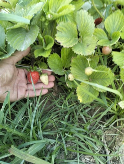 A hand is holding a red strawberry and an unripe, white strawberry next to a strawberry plant in Aktam (Tashminvody), Uzbekistan. The hand is cupped, with the red strawberry on the palm and the white strawberry beside it. The strawberry plant has large green leaves and other unripe strawberries can be seen in the background. The ground is covered with grass and dirt.