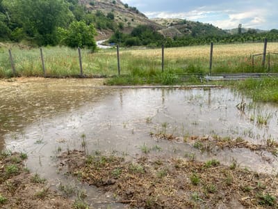 The image captures a rural landscape in Balgarchevo, Bulgaria, dominated by a large area of standing water in the foreground, indicating recent or ongoing heavy rain.

In the immediate foreground, a wide, muddy puddle stretches across the frame, reflecting the cloudy sky. Sparse green and brown grass, along with debris, floats on the water's surface, and visible ripples suggest either a light drizzle or the lingering effects of a downpour. Patches of wet, dark earth and saturated grass break the water's expanse.

A wire fence with wooden posts runs across the midground, separating the waterlogged area from a field beyond. This field features tall, golden grasses, possibly a grain crop like wheat, interspersed with numerous vibrant red poppies. To the right of the fence, some metal structures, resembling frames or agricultural equipment, are lying on the ground.

In the background, rolling hills rise, covered with a mix of lush green trees and lighter green vegetation. A winding, paved road can be seen ascending the hills, with a blue directional road sign visible on the hillside, displaying a white arrow pointing left and some illegible text below. Further in the distance, more cultivated fields or orchards are visible. The sky is overcast with patches of lighter clouds, consistent with the rainy weather.

No people are visible in the scene. The overall impression is one of a verdant, rural setting after a significant rainfall event.