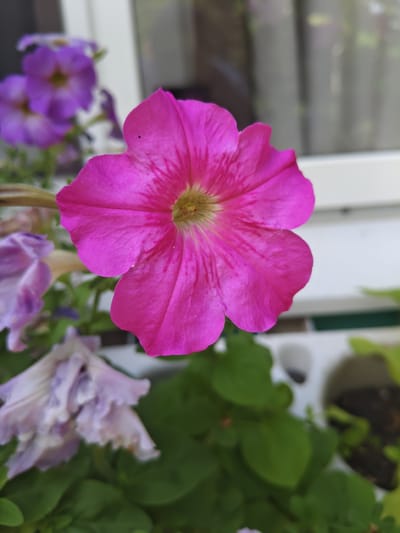 In Unarokovo, Russia, a close-up shot captures a vibrant pink petunia flower in full bloom. The flower's delicate petals, with their distinct veining, dominate the foreground, showcasing a slightly withered lilac-colored petunia in the background. The blurry background reveals hints of a building's facade and green foliage, suggesting an outdoor urban setting. A small black insect is visible on one of the pink petals.