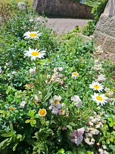 This is a vertical, eye-level shot of a lush garden in Klettgau, Germany, bathed in bright sunlight, suggesting a clear, warm day. The foreground is dominated by vibrant green foliage and a cluster of white daisies with bright yellow centers. Some of the daisies are fully bloomed and prominent, while others are slightly wilted or in bud. Interspersed with the daisies are smaller clusters of pale pink and white flowers, likely roses, adding a delicate contrast to the bolder daisies.
To the left of the garden, a textured stone wall forms a boundary, with a shadowed, grey paved walkway or steps leading away from it. This architectural element suggests an outdoor setting, possibly a garden path or the edge of a patio. The sunlight casts distinct shadows, highlighting the dimensionality of the plants and the texture of the wall, further reinforcing the impression of a sunny day. The overall mood is one of natural beauty and tranquility, with the focus on the vibrant life of the garden. No people or animals are visible, and there is no text present in the image. The composition draws the viewer's eye into the abundance of the flowering plants.