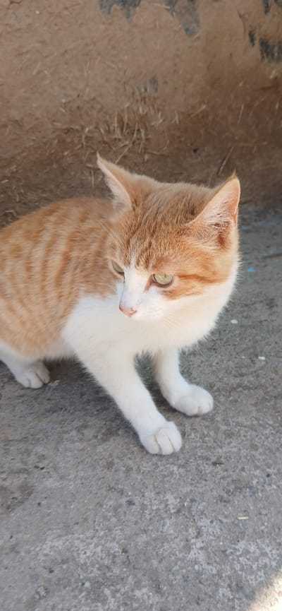 A ginger and white cat is sitting on a concrete surface, looking to its right. The cat has green eyes and is facing slightly away from the camera. Behind the cat is a textured, sandy-colored wall with some dry grass. The scene is outdoors in what appears to be an urban or semi-urban environment, possibly in Mihaylovka, Kyrgyzstan. The lighting suggests it is daytime.