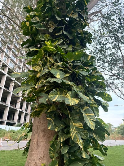 A mature, rough-barked tree trunk is heavily covered by a thick, lush growth of large, variegated green and yellow leaves, resembling a Pothos vine. The vine engulfs the trunk, climbing upwards and outwards. In the background, on the left, is a modern, multi-story building under construction, its concrete frame and open window sections visible. To the right of the vine-covered tree, a smaller, leafy tree with bare branches reaches towards the sky, contrasting with the dense foliage of the vine. The ground below is covered in green grass, and a paved road or pathway is visible in the distance, with a simple street light on a pole to the far right. The sky is overcast and a pale blue-grey. The scene appears to be an outdoor urban or suburban environment in Entalsewu, Indonesia, possibly a construction site adjacent to a residential or commercial area, where nature is reclaiming or intertwining with the built environment.
