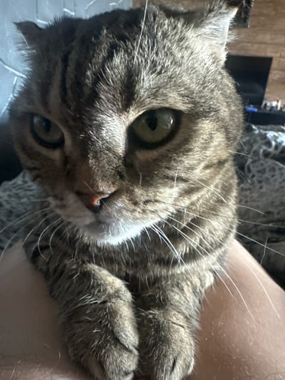 A close-up shot focuses on the face of a tabby cat, held by a person whose arm is visible in the foreground. The cat's head is tilted, with its large, green eyes looking directly at the camera. Its fur is a mix of gray, black, and brown stripes, typical of a tabby pattern. Long, white whiskers fan out from its snout. The cat's ears are somewhat folded, characteristic of certain breeds. The background is blurred, but hints of a domestic setting can be seen, including what appears to be a television screen and furniture. The lighting suggests it might be daytime, with sunlight casting shadows. The overall mood is intimate and relaxed, capturing a moment of connection between the cat and its owner. No visible text is present in the image. The location context provided is Хвойное Кп, Russia.