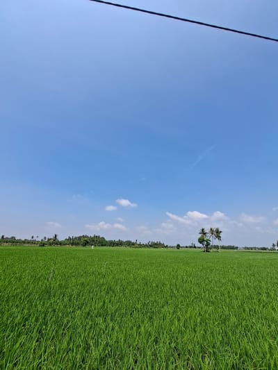 The image depicts a vast, vibrant green rice paddy field under a clear blue sky. The rice plants are lush and dense, stretching as far as the eye can see towards a distant treeline. Scattered across the horizon are various types of trees, including palm trees, which add vertical accents to the landscape. The sky is mostly cloudless, with a few wispy white clouds present. A thin, dark wire runs diagonally across the top of the frame, suggesting the presence of power lines. The scene is serene and expansive, conveying a sense of rural tranquility. The location is identified as the city of Dayahbaro, Indonesia.