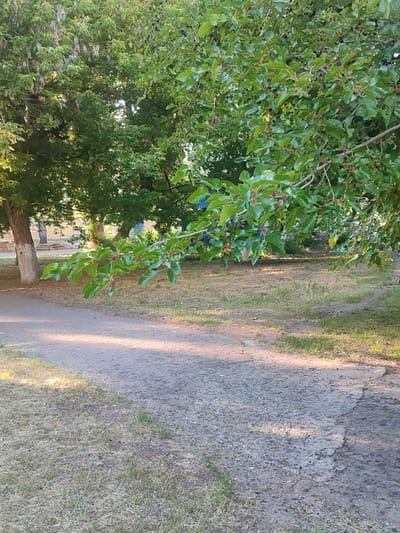 The image shows a pathway in a park area. The pathway appears to be made of asphalt and is cracked in some sections, with grass and dry vegetation growing alongside it. Overhanging the pathway is a tree with green leaves and clusters of red and dark berries, likely mulberries. In the background, there are more trees, some with visible trunks, and what appears to be a building structure. The lighting suggests it is daytime, with sunlight filtering through the trees. The location is identified as Zhovti Vody, Ukraine. No people are visible in the image.