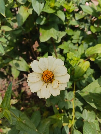 A single white zinnia flower, with a vibrant orange center, is centered in the image. The flower's petals have a slightly ruffled texture. The background is filled with lush green foliage, creating a natural and vibrant setting. The leaves vary in size and shape, adding depth to the scene. Sunlight filters through the leaves, casting subtle shadows and highlighting the flower.